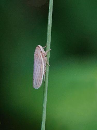 Réf. 260 897 : Athysanus sp.