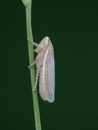 Réf. 260 898 : Athysanus sp.
