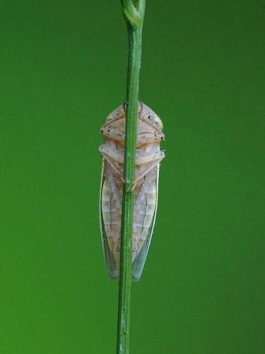 Réf. 260 899 : Athysanus sp.