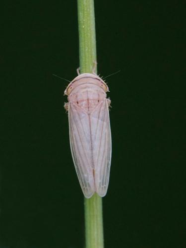 Athysanus sp.