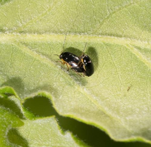 Cryptocephalus sp.