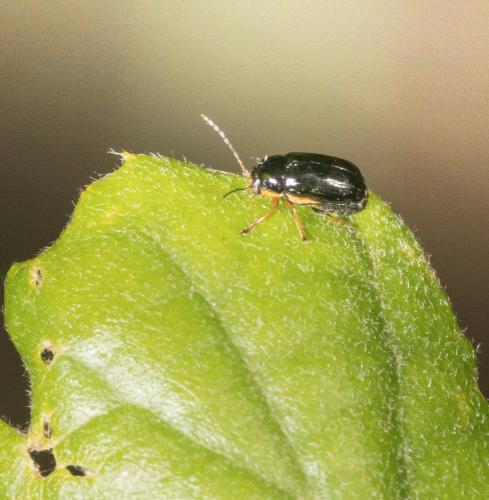 Cryptocephalus sp.