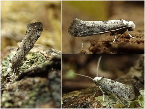 Réf. 260 066 : Paraswammerdamia albicapitella