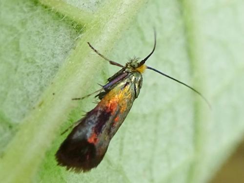 Nemophora fasciella