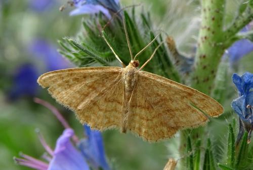 Réf. 260 871 : Idaea ochrata