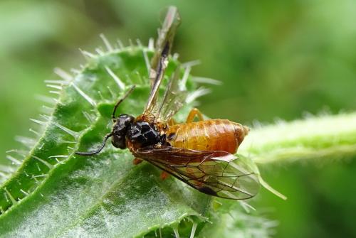 Monostegia abdominalis