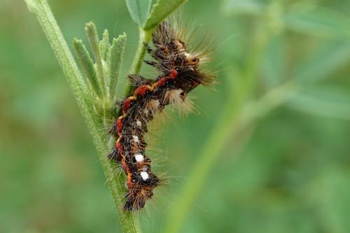 Acronicta rumicis
