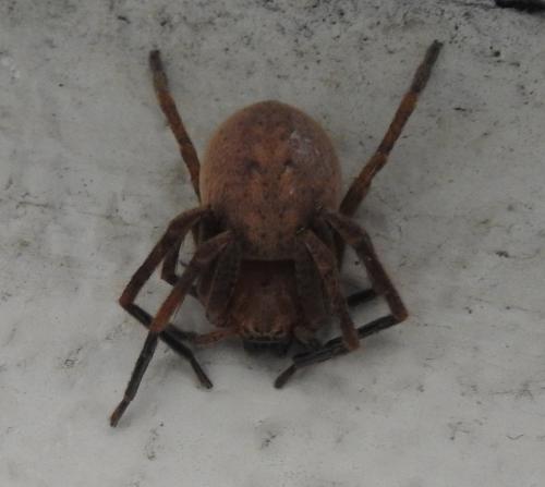 Olios argelasius