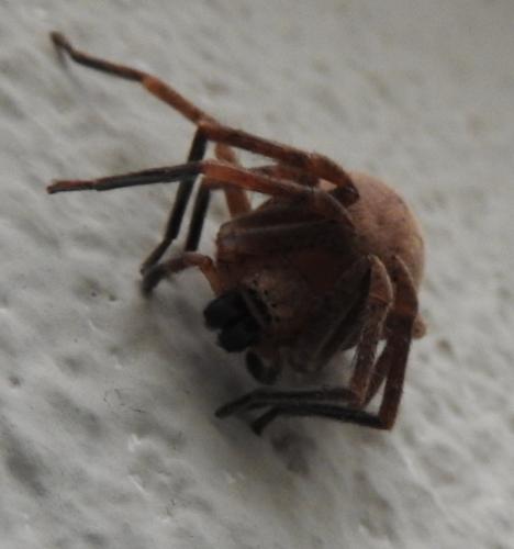 Olios argelasius