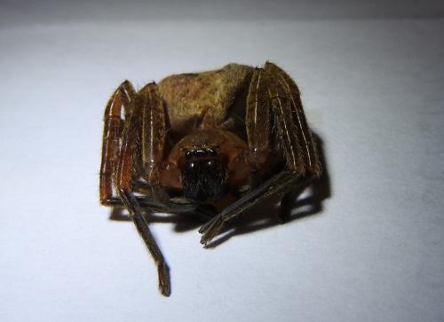 Olios argelasius