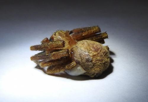 Olios argelasius