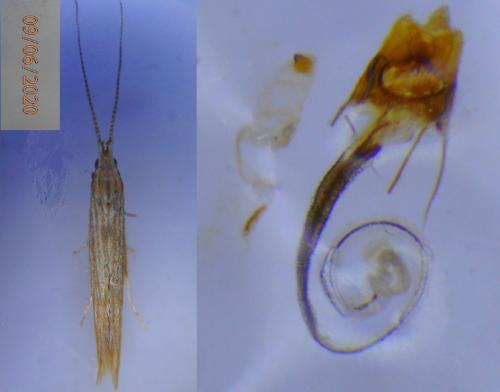 Coleophora therinella