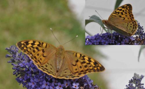 Argynnis pandora