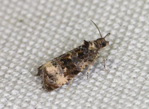 Réf. 260 692 : Endothenia marginana