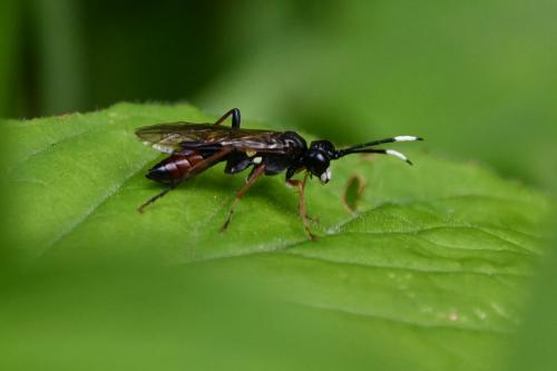 Tenthredo sp.