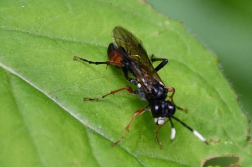 Tenthredo sp.