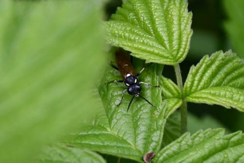 Réf. 260 333 : Macrophya duodecimpunctata