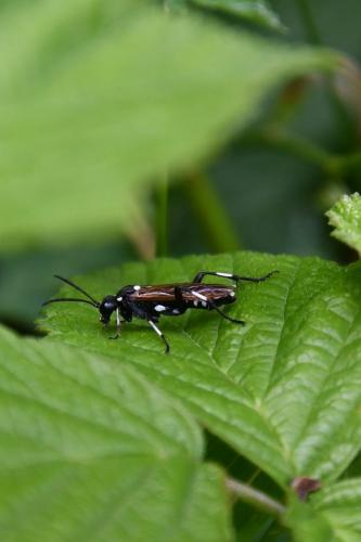 Réf. 260 334 : Macrophya duodecimpunctata