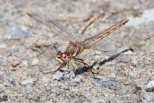 Sympetrum fonscolombii