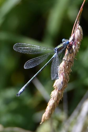 Réf. 260 360 : Lestes sp.