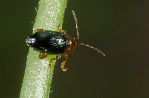 Réf. 260 708 : Derocrepis rufipes