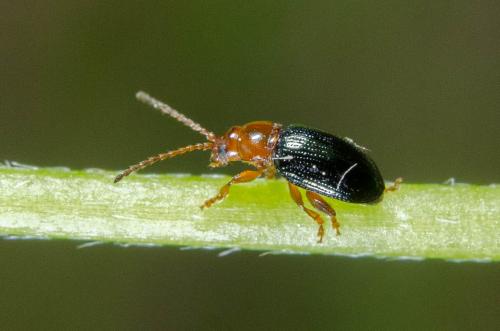 Réf. 260 295 : Derocrepis rufipes