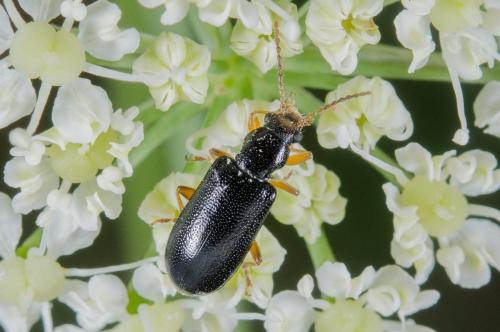 Orsodacne cerasi