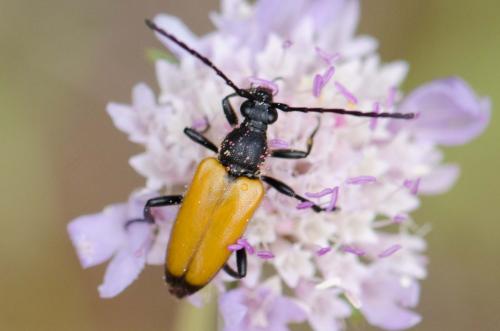 Stictoleptura fulva