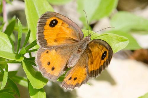 Réf. 260 709 : Pyronia bathseba
