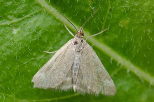 Réf. 260 976 : Pyrausta despicata