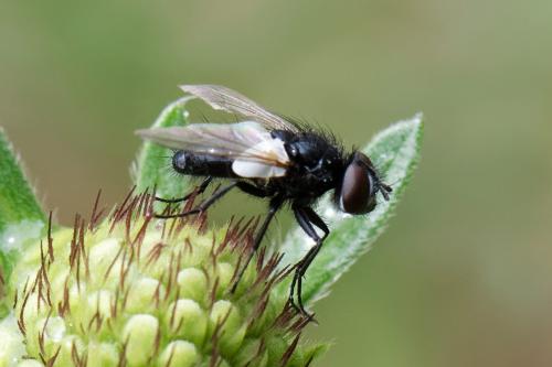 Leucostoma sp.
