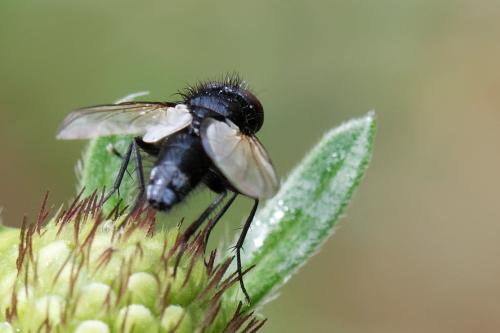 Leucostoma sp.