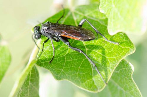 Réf. 260 974 : Macrophya blanda