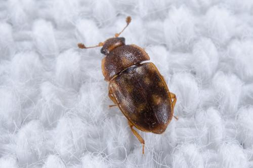Réf. 260 993 : Epuraea sp.