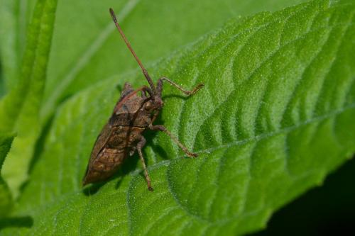 Coreus marginatus