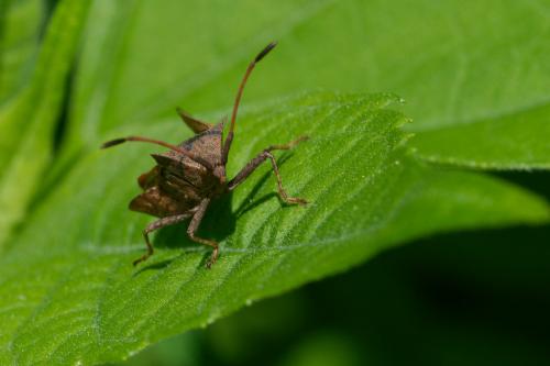 Coreus marginatus
