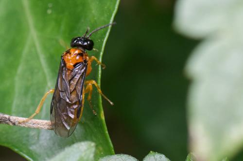 Monophadnus spinolae