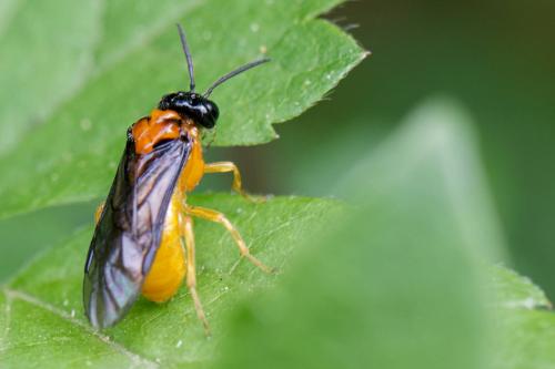 Monophadnus spinolae