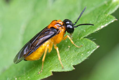 Monophadnus spinolae