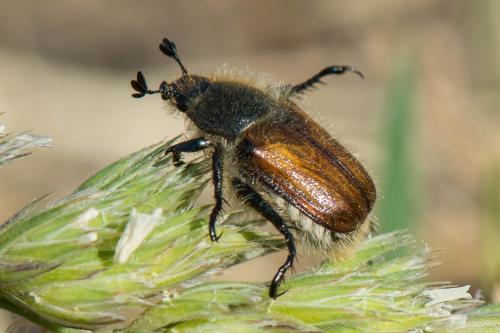 Anisoplia villosa