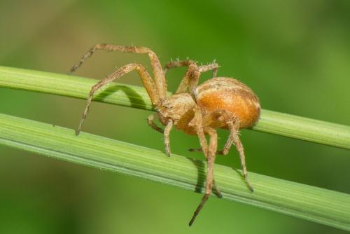 Philodromus sp.