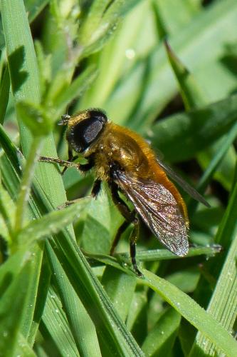 Réf. 260 309 : Merodon aeneus