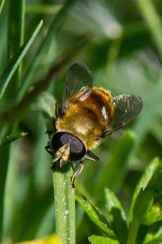 Réf. 260 542 : Merodon sp.