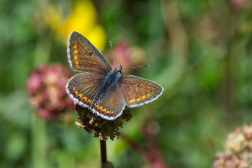 Réf. 260 220 : Aricia sp.