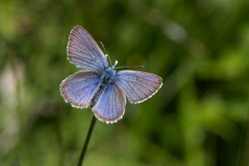 Réf. 260 298 : Cyaniris semiargus