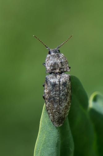Réf. 260 477 : Agrypnus murinus