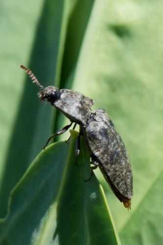 Réf. 260 478 : Agrypnus murinus