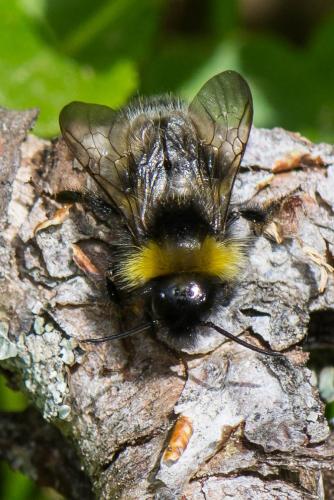 Réf. 260 630 : Bombus sp.