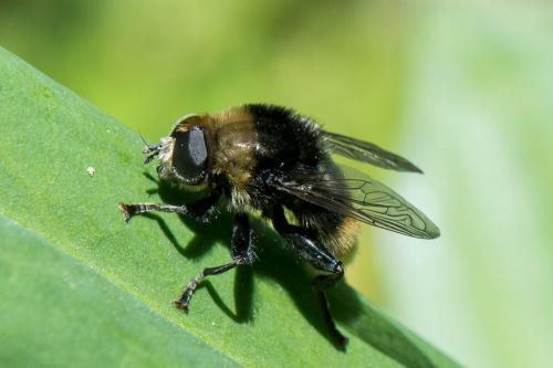 Réf. 260 649 : Merodon equestris