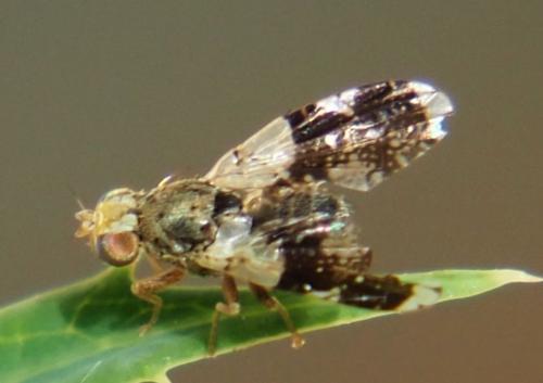 Réf. 260 232 : Tephritis sp.